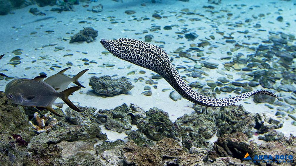 Mast bokira qiz uning irodasiga qarshi otib ketdi.